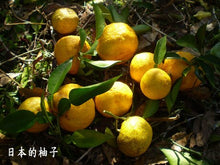 Load image into Gallery viewer, Miyazaki Organic Yuzu Kamairicha Leaf 宮崎茶房有機の釜炒柚子茶葉 50g