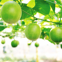 Load image into Gallery viewer, SARAYA Lakanto S Granule Sweetener
サラヤ 罗汉果代糖 130g