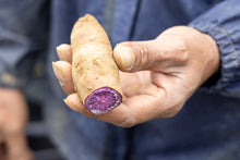 Load image into Gallery viewer, Okinawa Beniimo Paste  冲繩紅芋泥 1000g