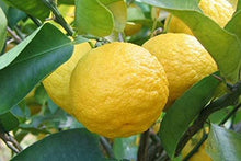 Load image into Gallery viewer, Yuzu Juice 100% 手搾り柚子汁 200ml