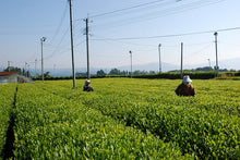 Load image into Gallery viewer, Miyazaki Organic Yuzu Kamairicha Leaf 宮崎茶房有機の釜炒柚子茶葉 50g