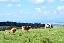 Load image into Gallery viewer, Kumamoto Aso-Shi Cow Milk 熊本県大阿蘇牛乳 200ml