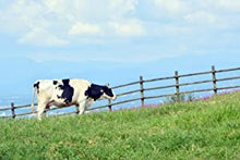 Load image into Gallery viewer, Kumamoto Aso-Shi Cow Milk 熊本県大阿蘇牛乳 200ml