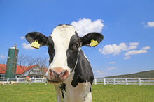 Load image into Gallery viewer, Hokkaido Skimmed Milk Powder 
北海道無脂肪粉乳 180g set of 2