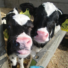 Load image into Gallery viewer, Hokkaido 3.6 Hidaka Cow Milk 北海道3.6日高牛乳 1000ML