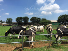 Load image into Gallery viewer, Hokkaido 3.6 Hidaka Cow Milk 北海道3.6日高牛乳 1000ML