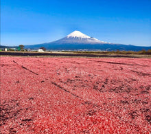 Load image into Gallery viewer, Sakura Shirmp 駿河湾產樱花虾 100g