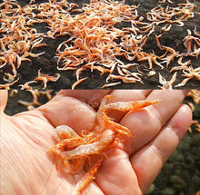 Load image into Gallery viewer, Sakura Shirmp 駿河湾產樱花虾 100g