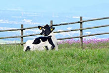 Load image into Gallery viewer, Kumamoto Aso-Shi Cow Milk 熊本県大阿蘇牛乳 200ml
